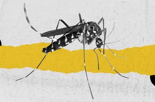 genetically modified mosquitoes florida