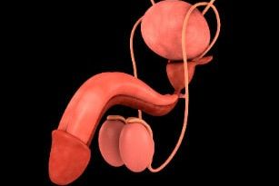 how is sperm made