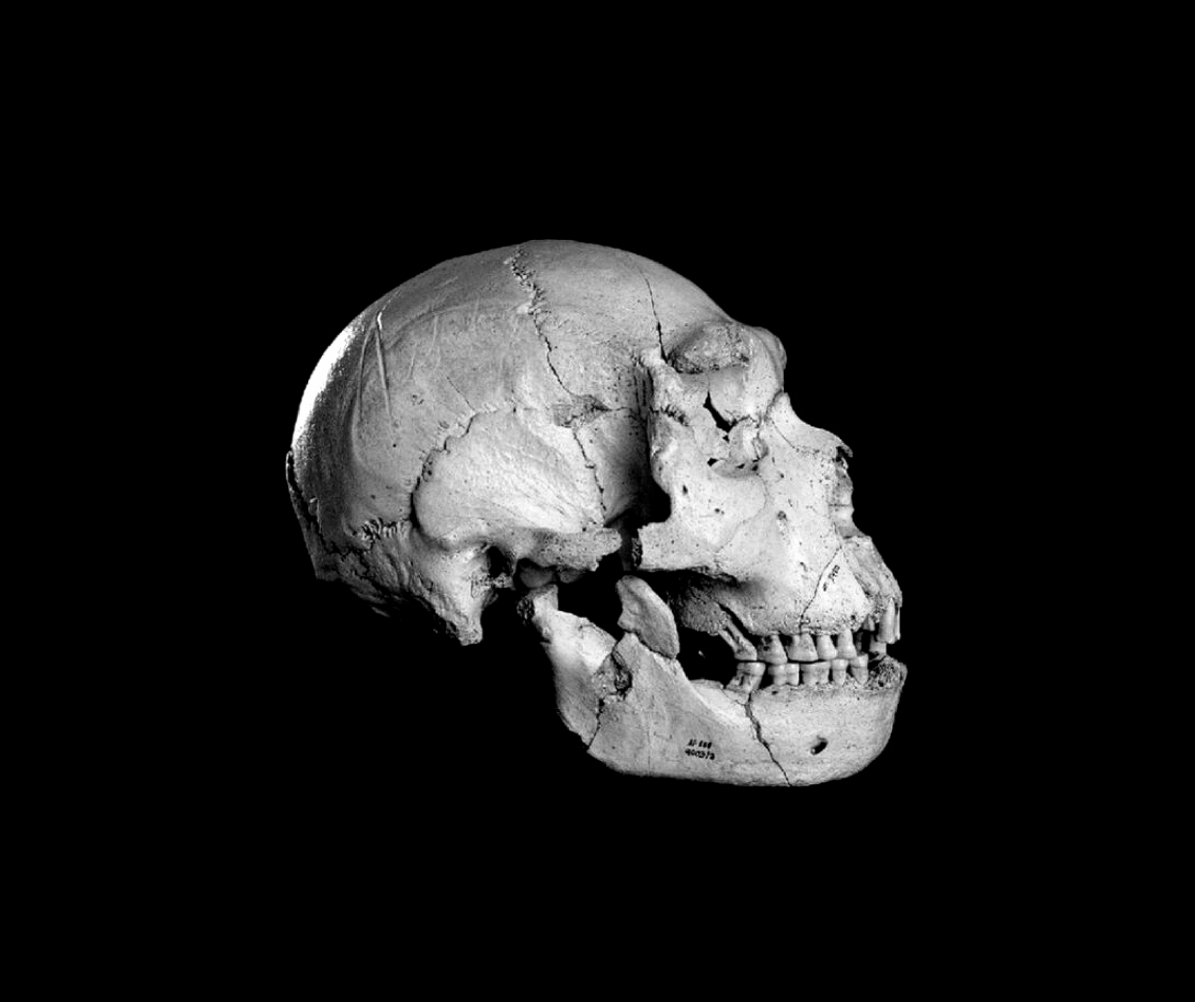 did early humans hibernate