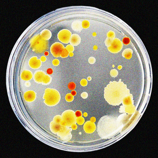 impairing antibiotic resistance in bacteria