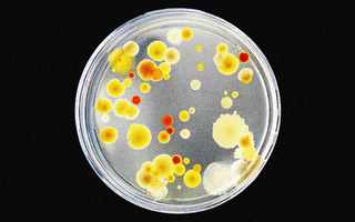 impairing antibiotic resistance in bacteria