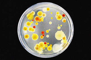 impairing antibiotic resistance in bacteria