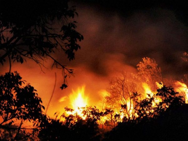 forest fire disaster