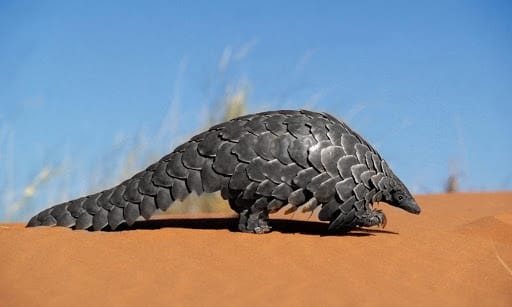 pangolin scales traditional medicine