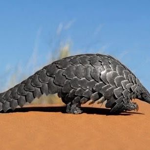 pangolin scales traditional medicine