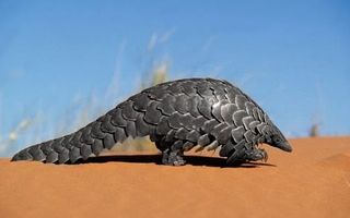 pangolin scales traditional medicine