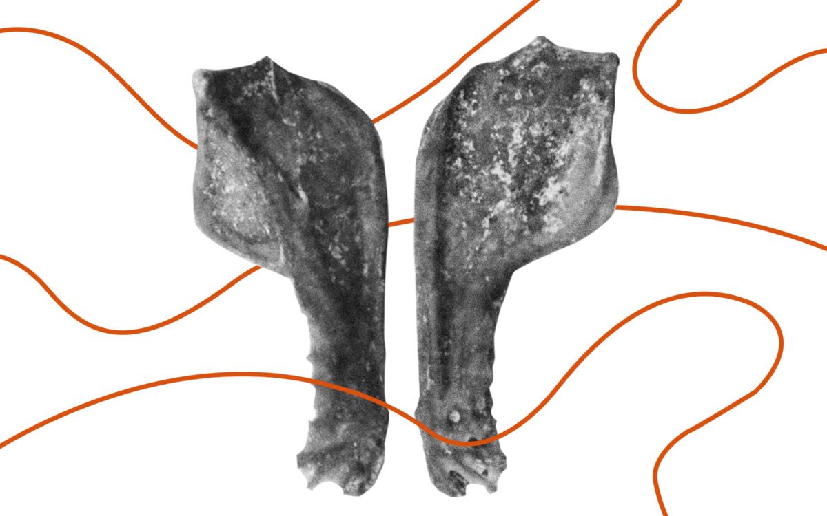 giant vampire bat in Argentina cave