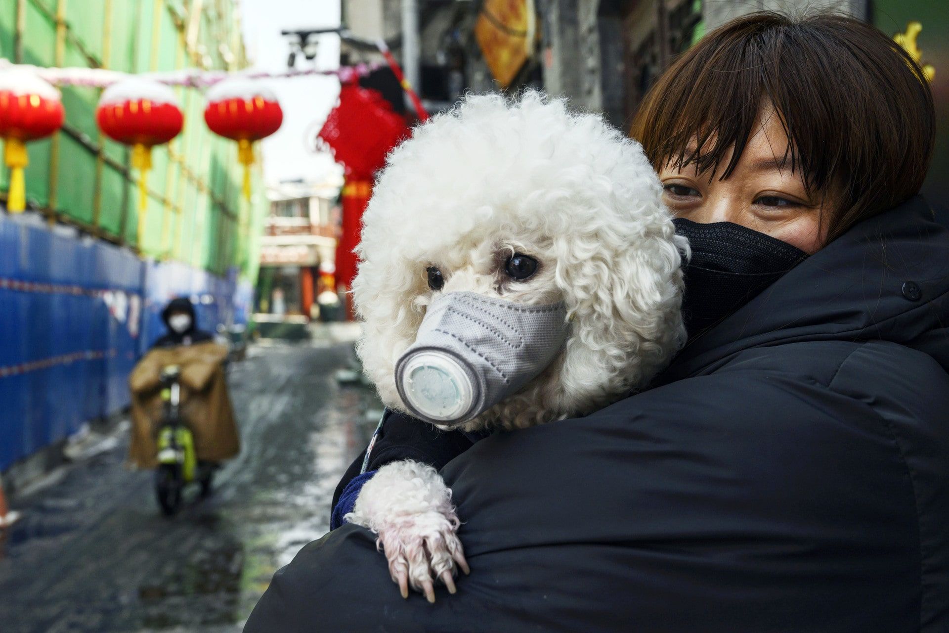 dogs not livestock in China