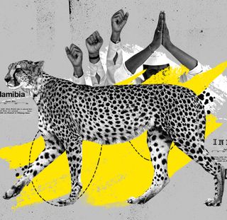 african cheetah india
