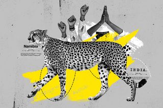 african cheetah india