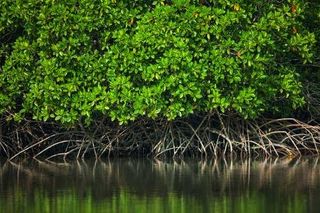 mangrove conservation