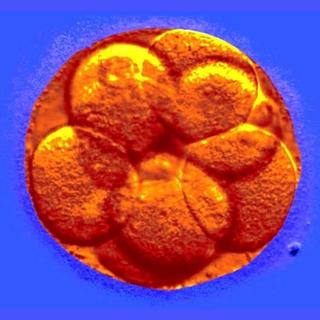 why do ivf embryos fail?