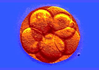 why do ivf embryos fail?