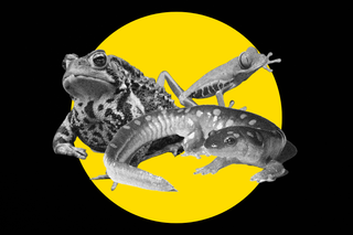 amphibians deaths link to malaria