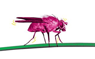 can insects feel pain?