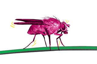 can insects feel pain?