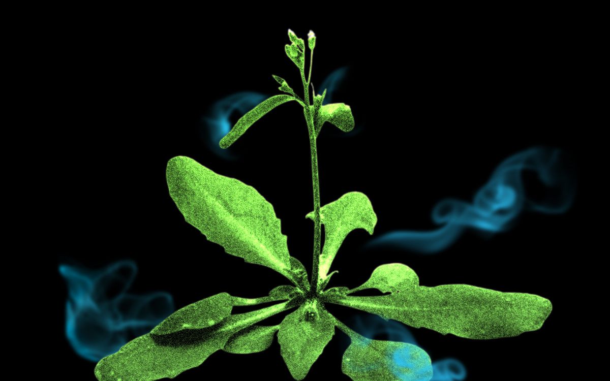 can plants warn each other about herbivores