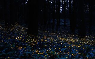 fireflies and light pollution