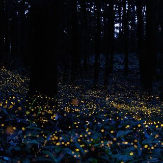 fireflies and light pollution