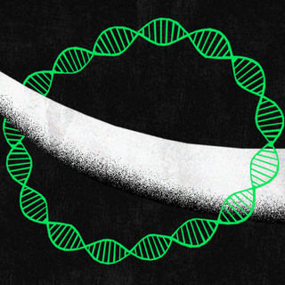 elephant poaching dna testing