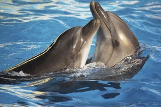 same-sex behavior in animals