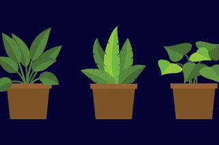 houseplants air pollution