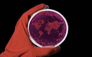 global disease outbreak