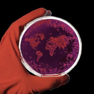 global disease outbreak
