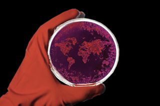 global disease outbreak