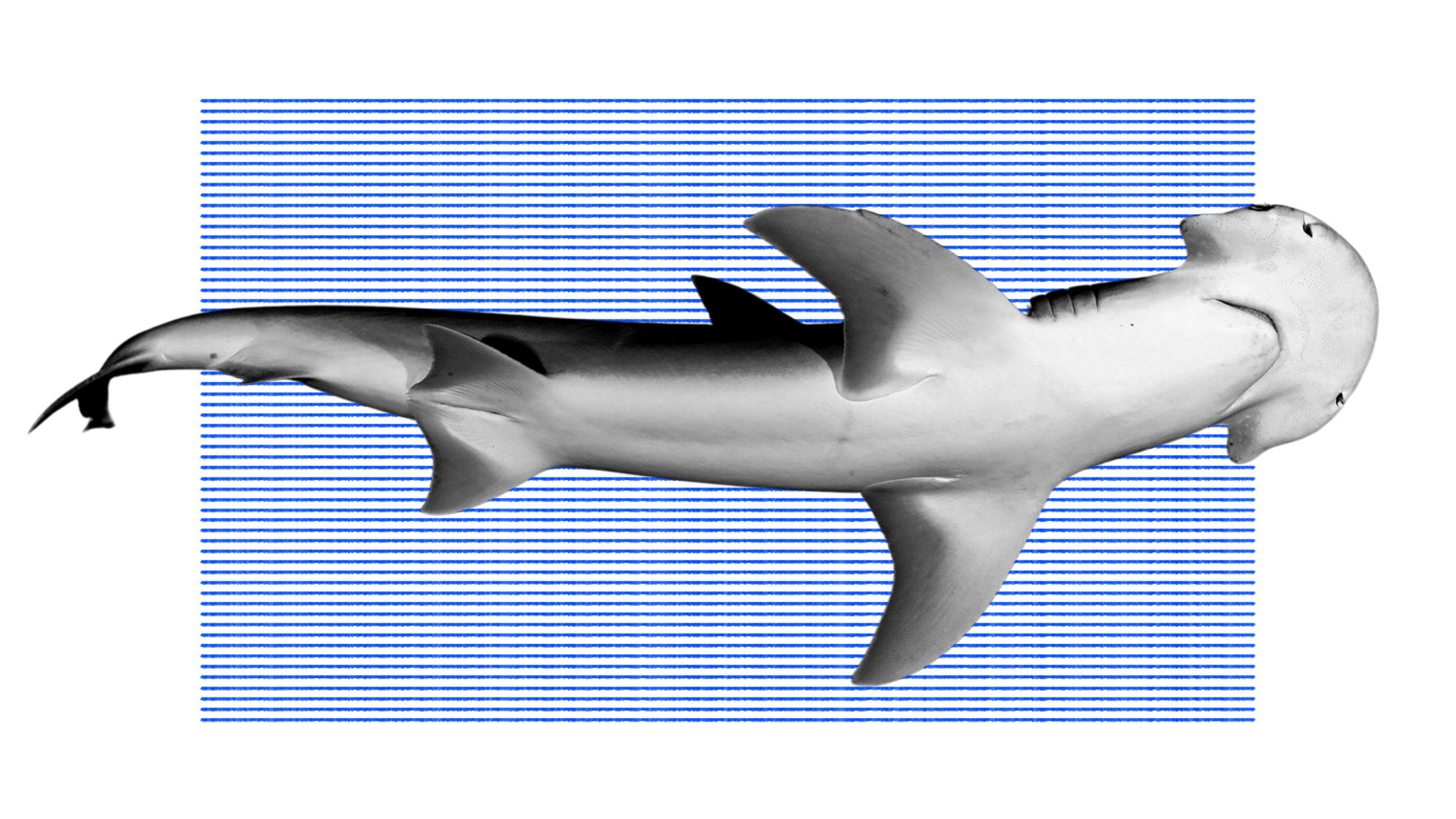 how do sharks navigate