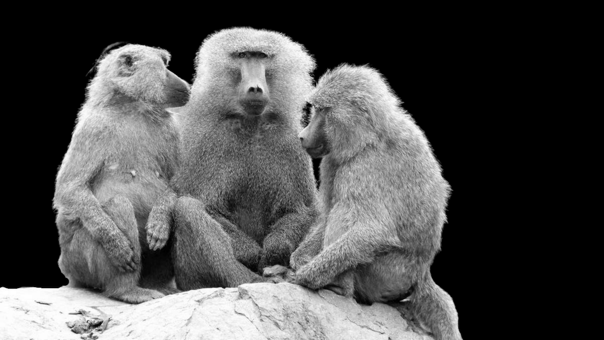 do baboons make friends