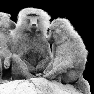 do baboons make friends