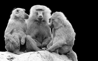 do baboons make friends