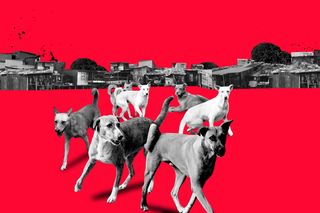 rabies health effects