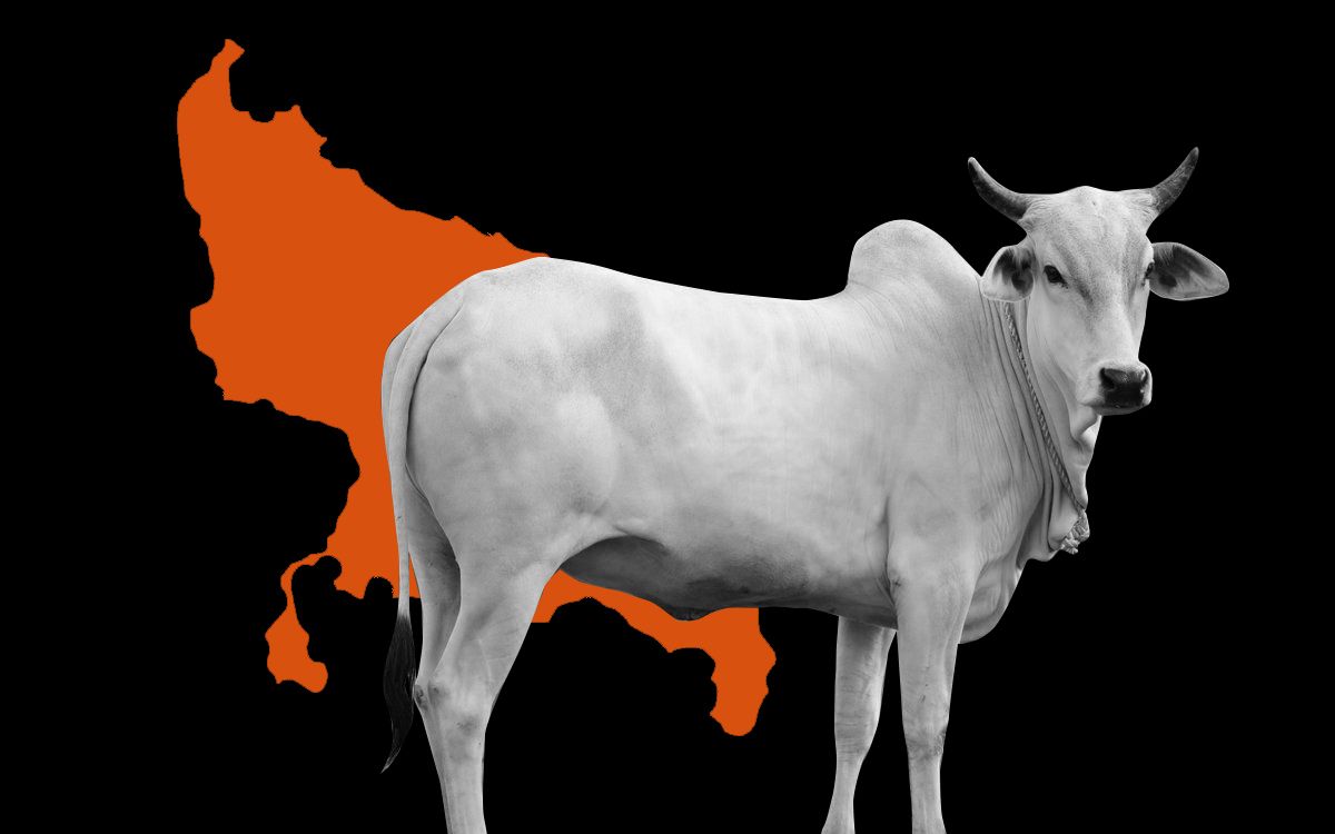 are cow slaughter cases in up increasing