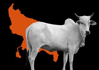 are cow slaughter cases in up increasing