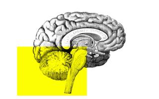 part of brain responsible for spirituality