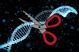 CRISPR-cas9 gene editing