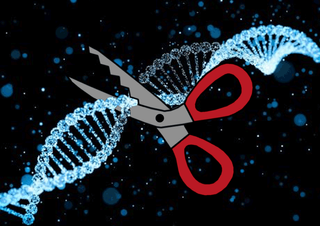 CRISPR-cas9 gene editing