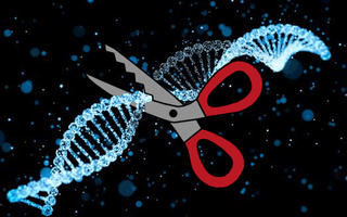 CRISPR-cas9 gene editing