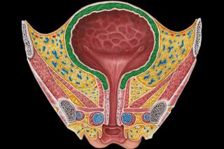 why are women more prone to utis than men