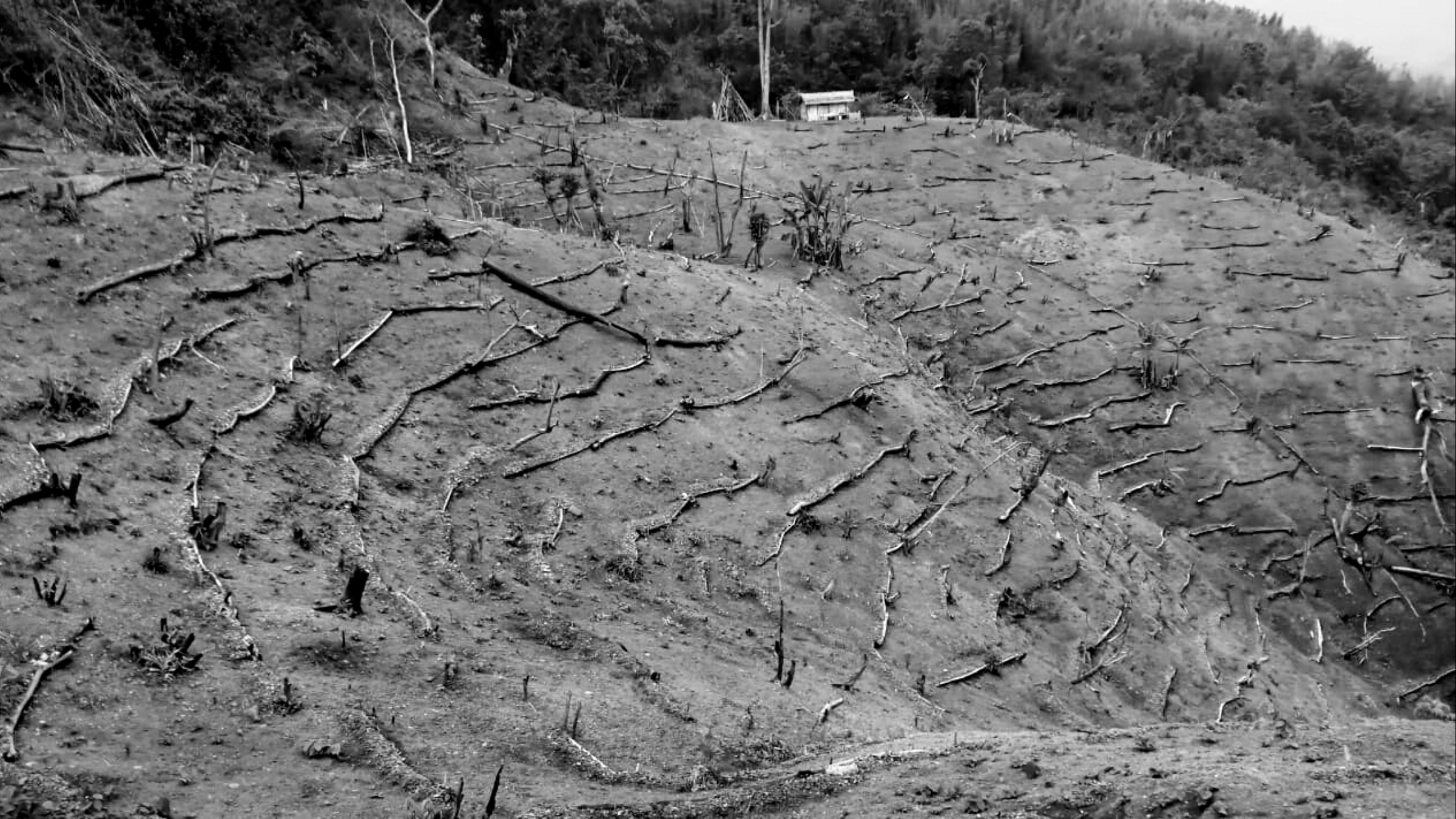 drought-like situation in Nagaland