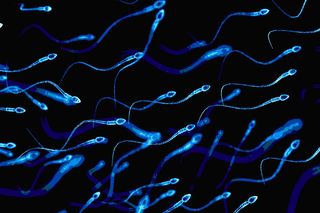 antioxidants male fertility