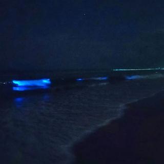 bioluminescent beach