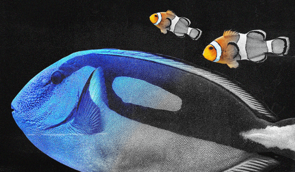 coral reef fish color