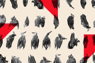 mass bird deaths in india