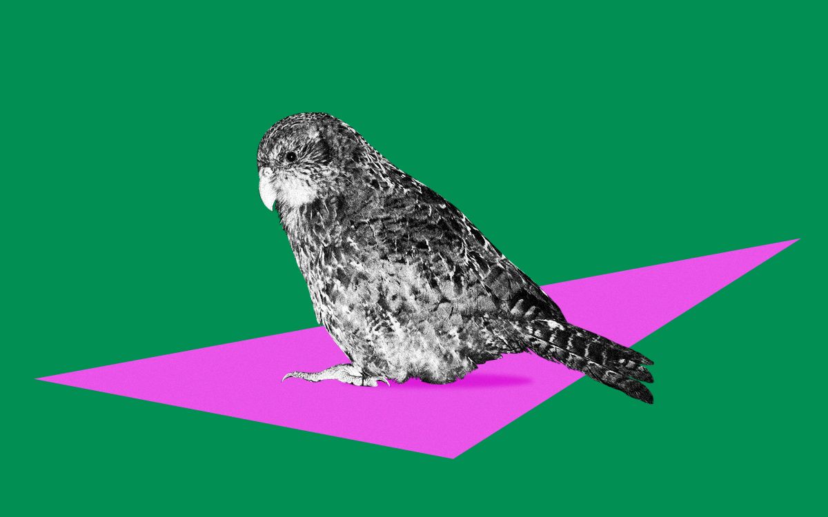 Aaron Swartz, Who Championed a Free Internet, Died by Suicide 10 Years Ago.  His Legacy Remains Vital. | The Swaddle