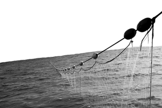 black nets used fishing Barracuda Blackhole Cast Salty Network it can readily hold even heavier animals without bending or snapping Fishing Vessels Are Using Banned