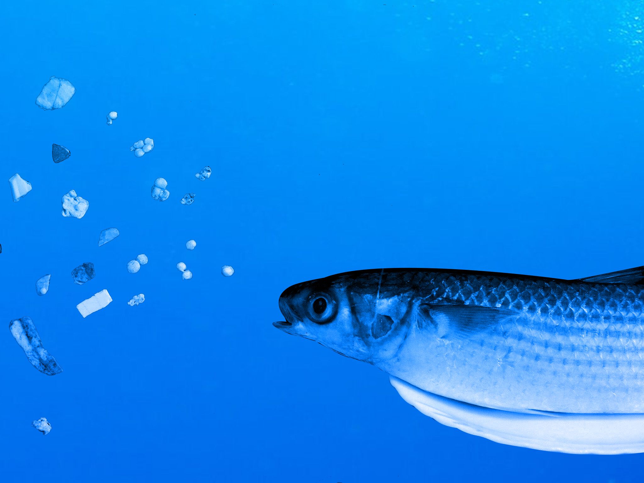 microplastics killing fish