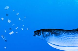 microplastics killing fish